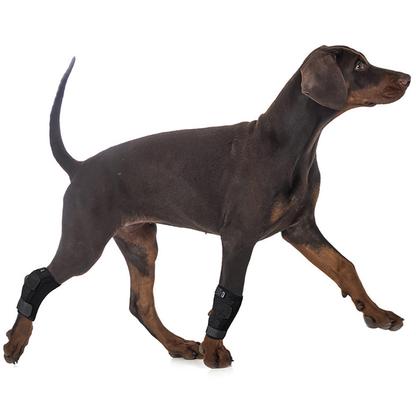 Dog wearing leg recovery brace