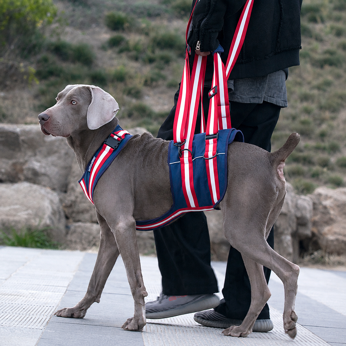 Dog wearing full body mobility support harness