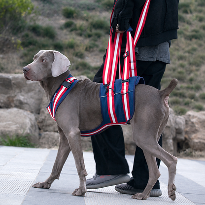 Dog wearing full body mobility support harness