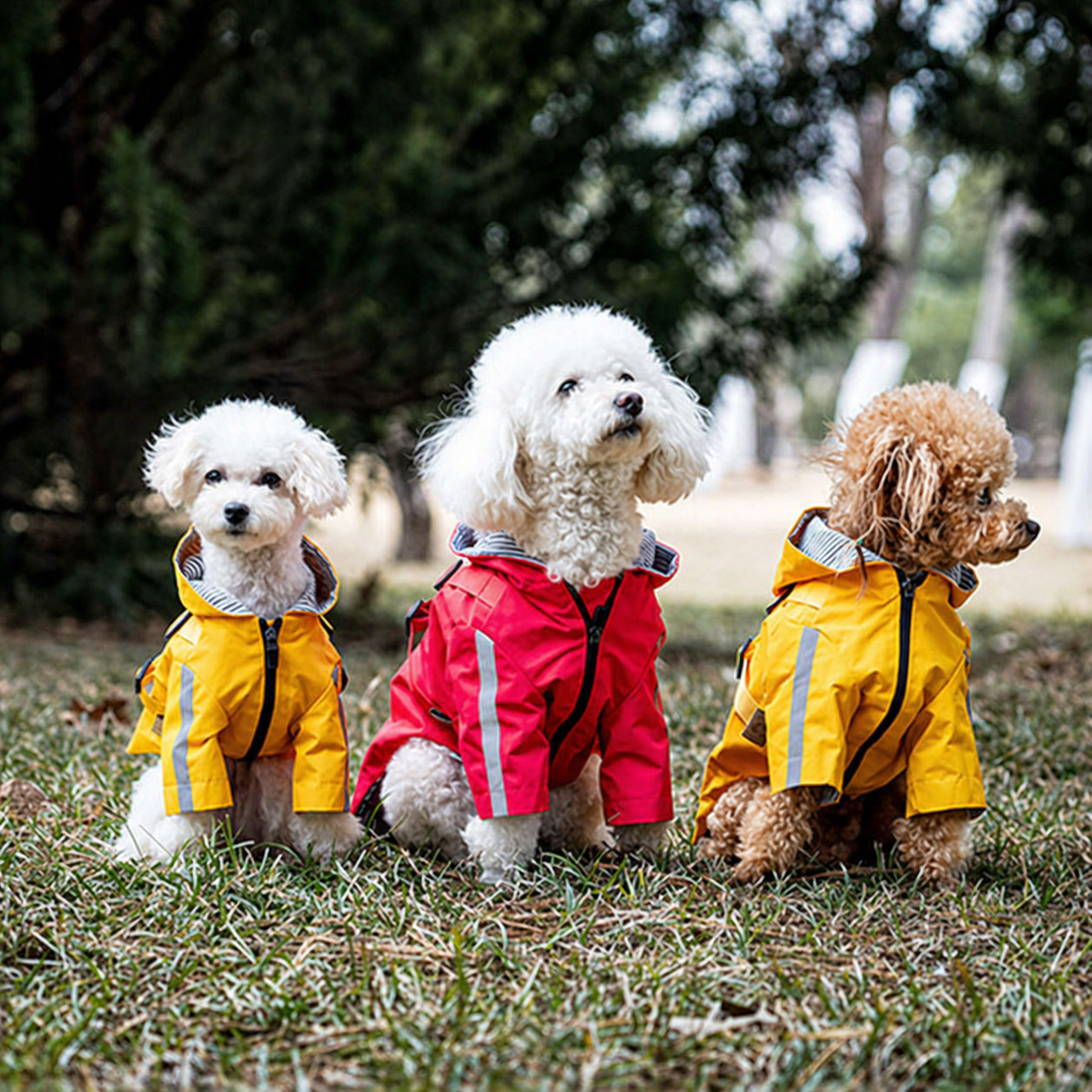 Waterproof Dog Raincoat with Built-in Harness